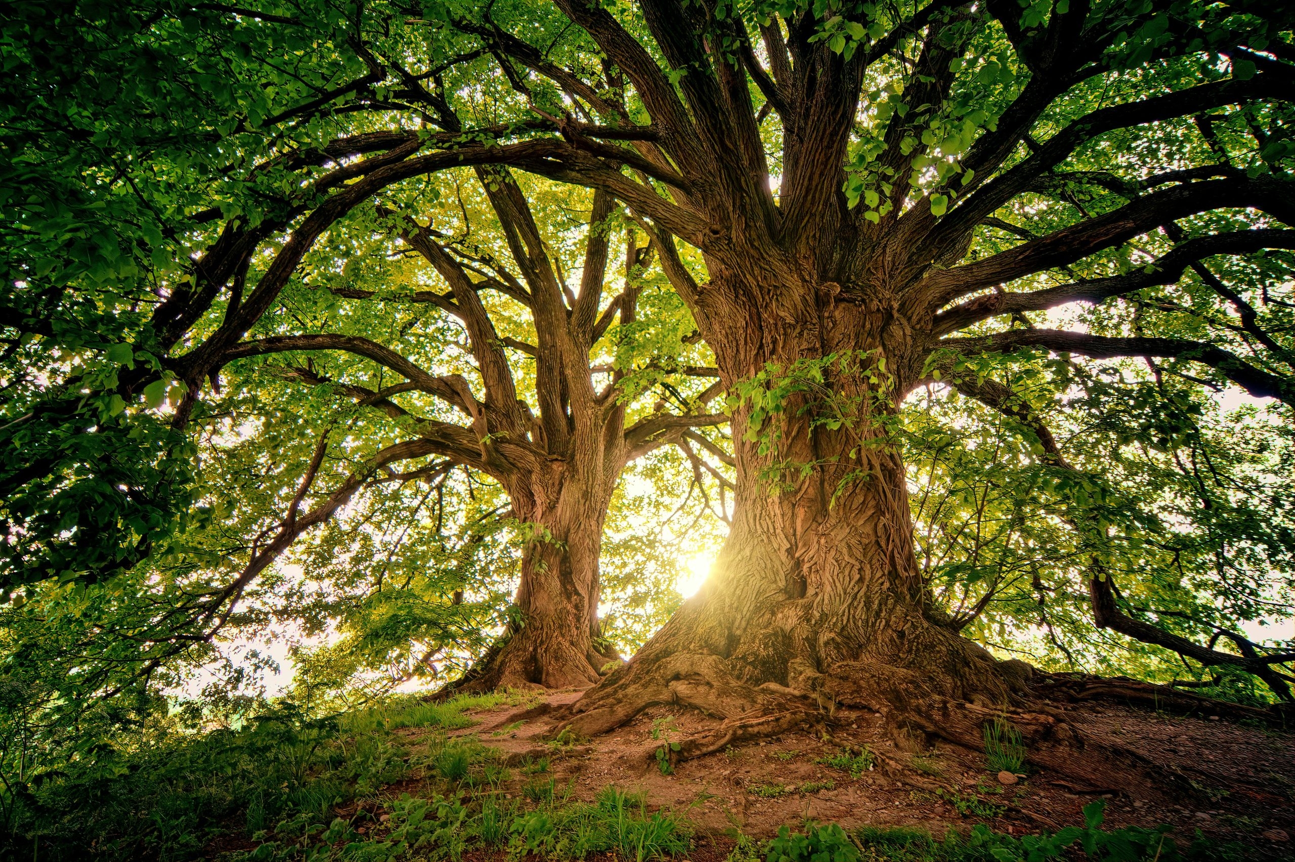 Managing Health and Safety in Memorial Burial Grounds